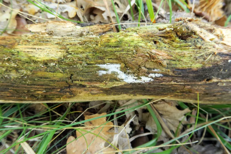 Athelia bombacina 1 - IMG_4449